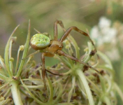 Réf. 24 389 : Ebrechtella tricuspidata