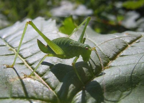 Leptophyes punctatissima