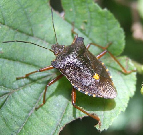 Pentatoma rufipes