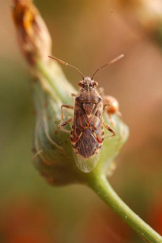 Liorhyssus hyalinus
