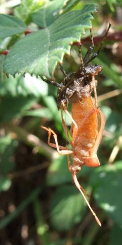 Réf. 24 268 : Coreus marginatus
