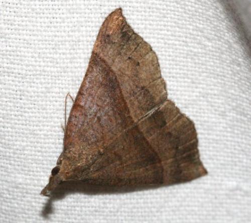 Réf. 24 175 : Hypena proboscidalis