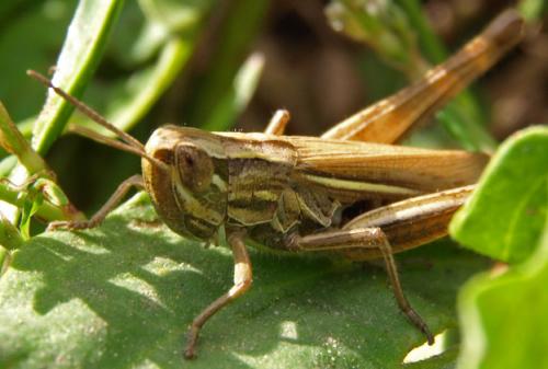 Euchorthippus declivus