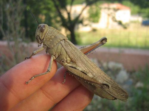 Anacridium aegyptium