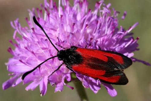 Zygaena erythrus
