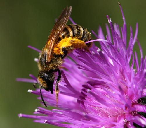 Halictus scabiosae