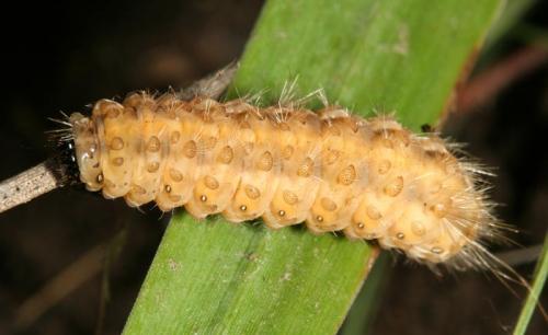 Phragmatobia fuliginosa
