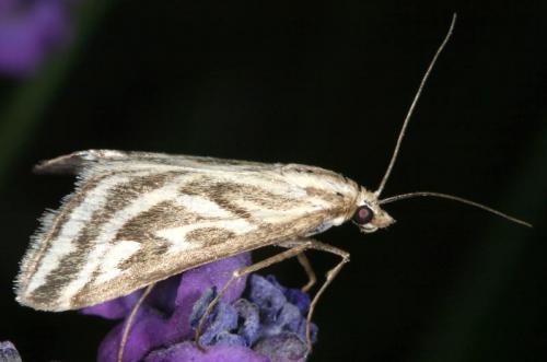 Loxostege aeruginalis