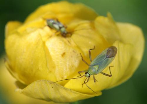 Réf. 24 512 : Calocoris alpestris