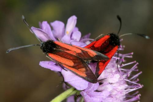 Zygaena purpuralis