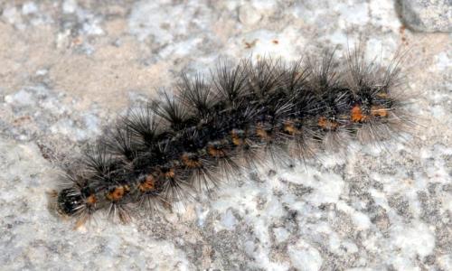 Diaphora sordida