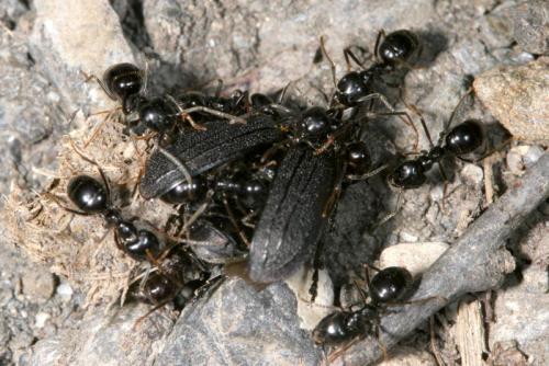 Lasius fuliginosus
