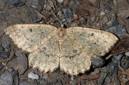 Elophos sp.