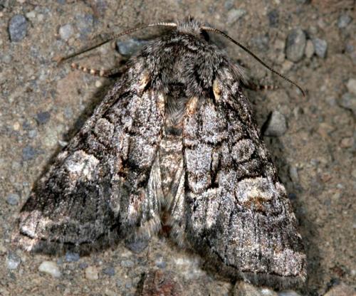 Réf. 24 811 : Brachylomia viminalis