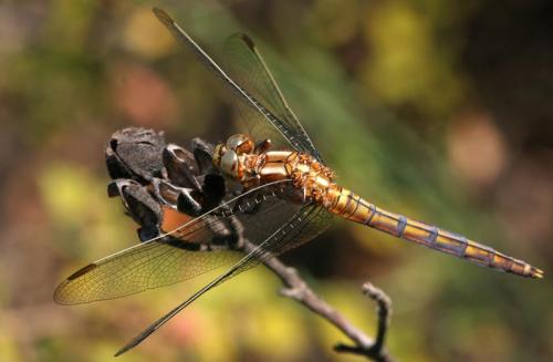 Réf. 24 632 : Orthetrum coerulescens