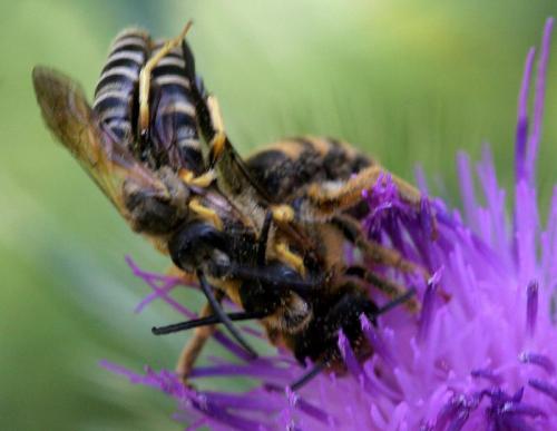 Halictus scabiosae