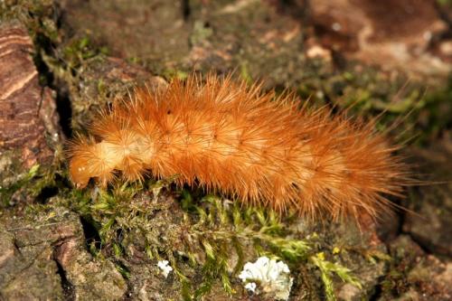 Diaphora mendica