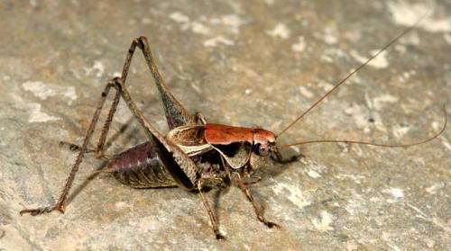 Pholidoptera griseoaptera