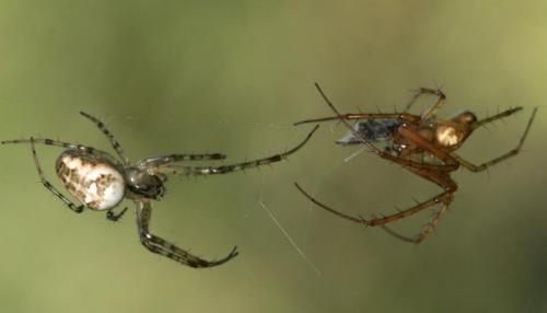 Metellina segmentata