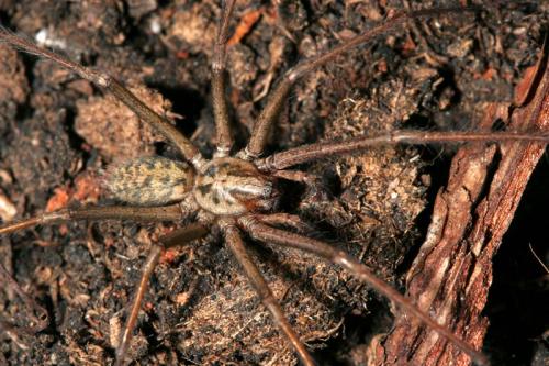 Réf. 24 875 : Tegenaria sp.