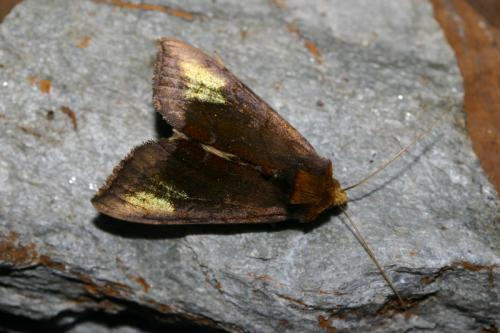 Diachrysia chryson