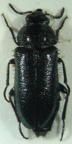 Dasytes coerulescens
