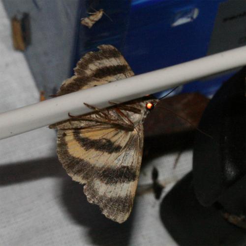 Réf. 24 058 : Catocala diversa