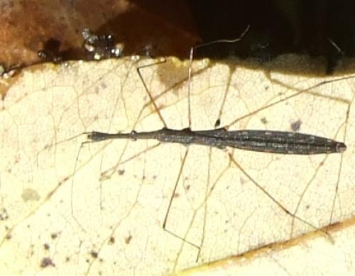 Hydrometra stagnorum
