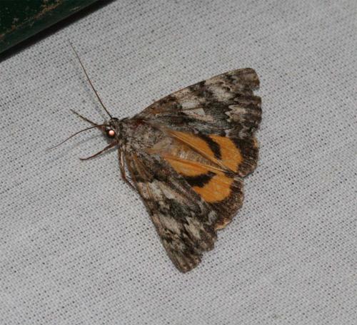 Catocala diversa