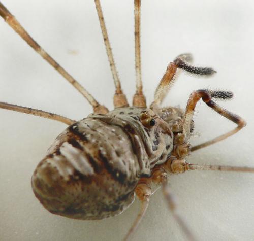 Réf. 24 035 : Dicranopalpus ramosus
