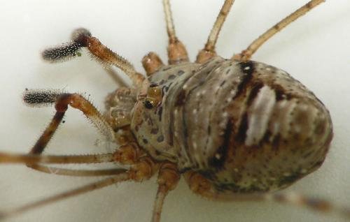 Réf. 24 036 : Dicranopalpus ramosus