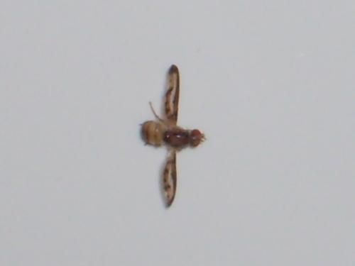 Toxoneura muliebris