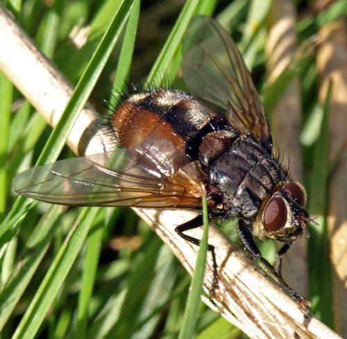 Réf. 24 327 : Nemoraea pellucida