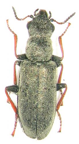 Danacea corsica
