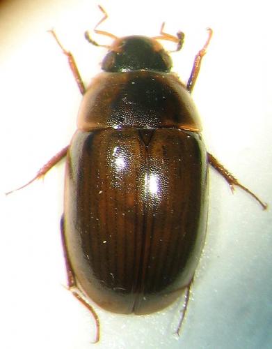 Enochrus sp.