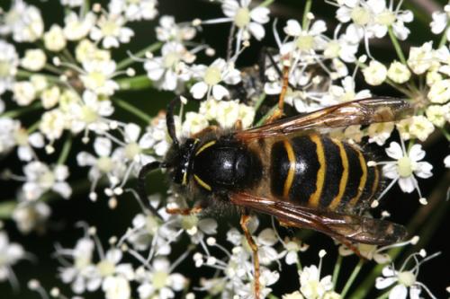 Réf. 24 470 : Dolichovespula saxonica