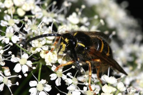 Réf. 24 472 : Dolichovespula saxonica