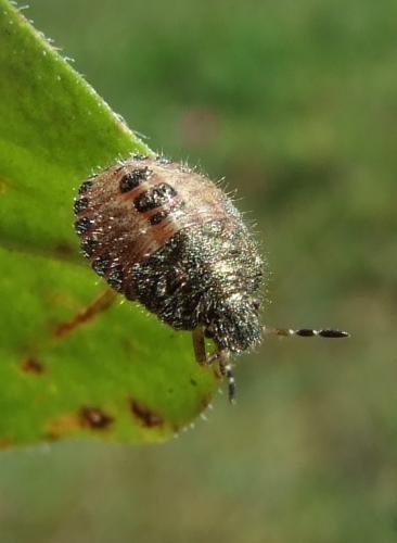 Réf. 24 683 : Dolycoris baccarum
