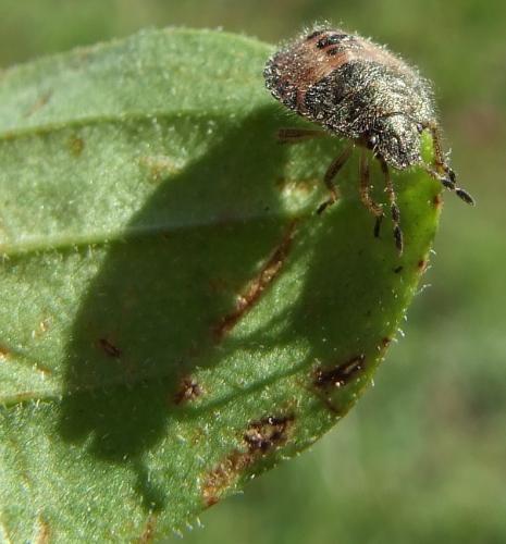 Dolycoris baccarum