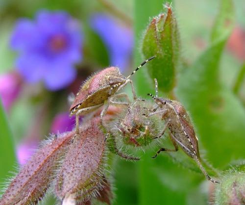 Réf. 24 776 : Dolycoris baccarum
