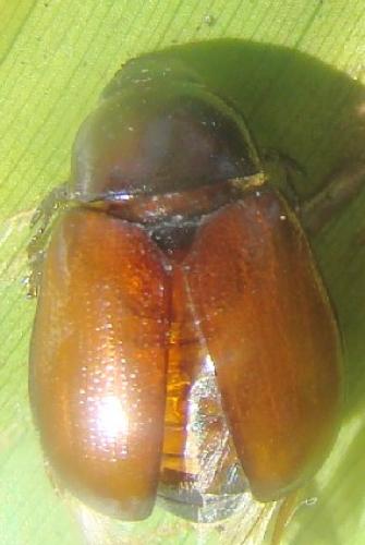 Réf. 24 774 : Cyclocephala sp.