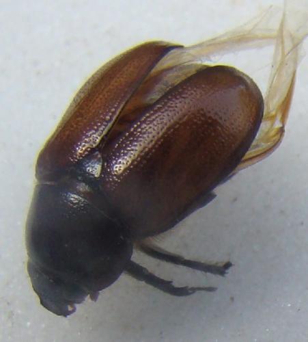 Réf. 24 775 : Cyclocephala sp.