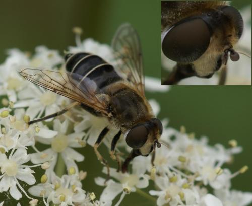 Réf. 24 171 : Eristalis nemorum
