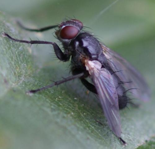 Réf. 24 213 : Paykullia maculata