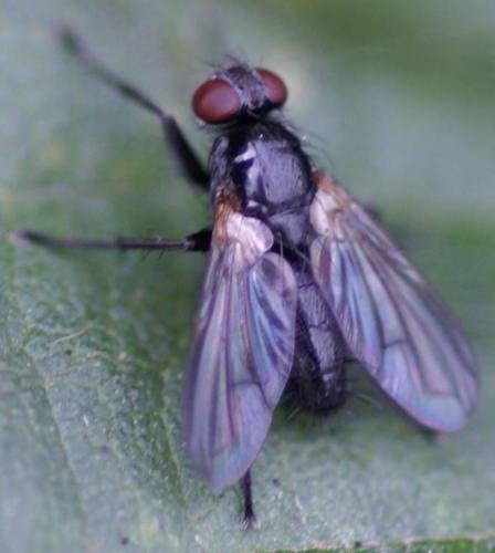 Paykullia maculata
