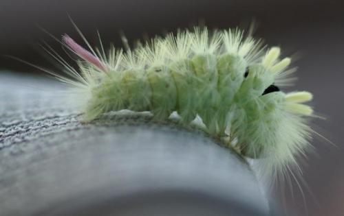 Réf. 24 214 : Calliteara pudibunda