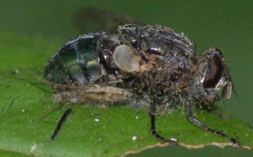 Entomobrya muscorum
