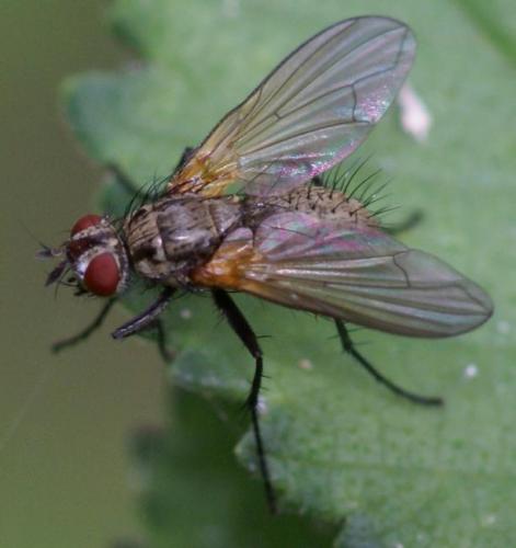 Macquartia grisea
