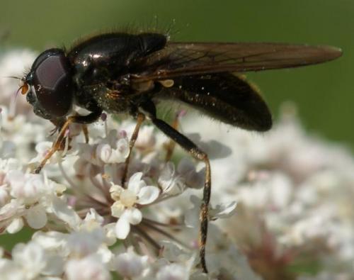 Cheilosia sp.