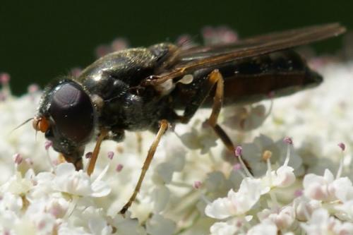 Cheilosia soror